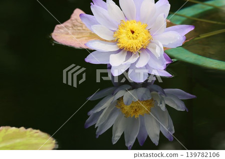 Flowers blooming in the darkness underwater, a cool and refreshing sight. Flowers blooming in the darkness underwater, a cool and refreshing sight. 139782106