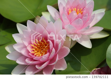 微風拂過,帶來睡蓮的芬芳——第二部 微風拂過,帶來睡蓮的芬芳——第二部 139782111