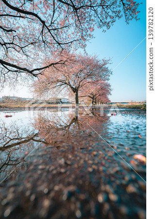 Kawazu cherry blossoms at Shinkawa Senbonzakura and their reflection in a puddle. 139782120