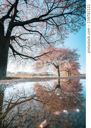 Kawazu cherry blossoms at Shinkawa Senbonzakura and their reflection in a puddle. Kawazu cherry blossoms at Shinkawa Senbonzakura and their reflection in a puddle. 139782121