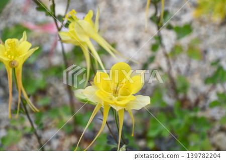 Aquilegia chrysanta (Golden Columbine) Aquilegia chrysanta (Golden Columbine) 139782204
