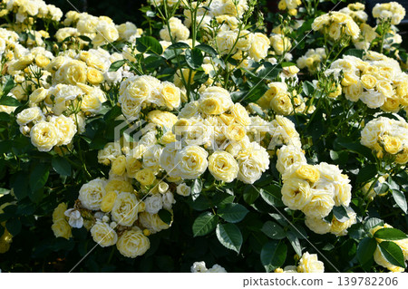 Rose 'Golden Border' Rose 'Golden Border' 139782206