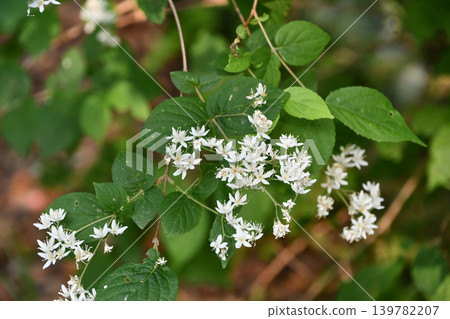 Fuzzy deutzia Fuzzy deutzia 139782207