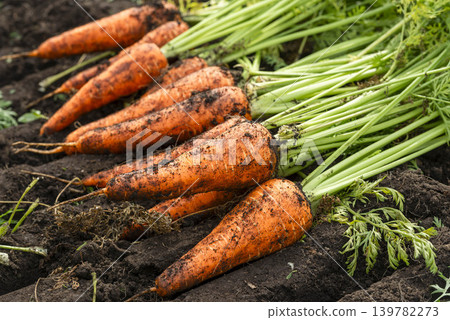 Freshly harvested carrots with their green leaves still attached to the soil. Freshly harvested carrots with their green leaves still attached to the soil. 139782273