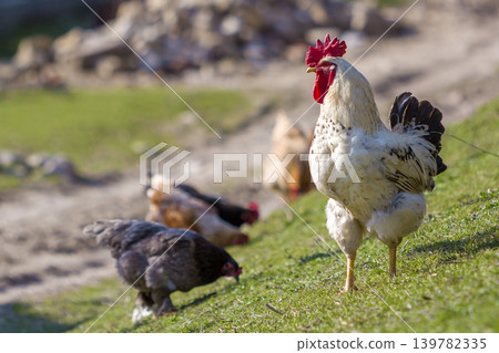 Close-up of big beautiful white well fed rooster proudly guarding flock of hens feeding in green grass on bright sunny day on blurred background. Farming of poultry, chicken meat and eggs concept. Close-up of big beautiful white well fed rooster proudly guarding flock of hens feeding in green grass on bright sunny day on blurred background. Farming of poultry, chicken meat and eggs concept. 139782335