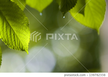 Close-up of beautiful fresh new shiny leaves of cherry tree with drops of dew glowing in summer sunlight on blurred bright green and white bokeh background. Beauty and protection of nature concept. Close-up of beautiful fresh new shiny leaves of cherry tree with drops of dew glowing in summer sunlight on blurred bright green and white bokeh background. Beauty and protection of nature concept. 139782338