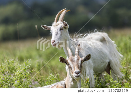 Domestic nice goats with long horns on bright sunny warm summer day grazing in green grassy fields. Domestic nice goats with long horns on bright sunny warm summer day grazing in green grassy fields. 139782359