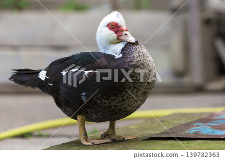 Big nice beautiful fattened black and white musk duck outdoors in yard on bright sunny summer day. 139782363