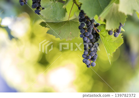 Dark blue ripening grape cluster lit by bright sun on blurred colorful bokeh copy space background. Dark blue ripening grape cluster lit by bright sun on blurred colorful bokeh copy space background. 139782372