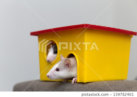 Two funny white and gray tame curious mouses hamsters with shiny eyes looking from bright yellow cage window. Keeping pet friends at home, care and love to animals concept. Two funny white and gray tame curious mouses hamsters with shiny eyes looking from bright yellow cage window. Keeping pet friends at home, care and love to animals concept. 139782401