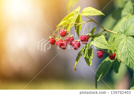 Close-up of isolated lit by summer sun growing branch of beautiful ripe red juicy raspberries with fresh green leaves on bright light blurred copy-space background. Agriculture, farming, healthy food. Close-up of isolated lit by summer sun growing branch of beautiful ripe red juicy raspberries with fresh green leaves on bright light blurred copy-space background. Agriculture, farming, healthy food. 139782403