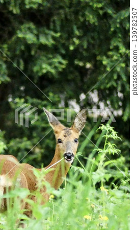 European roe deer looking directly at viewer 139782507