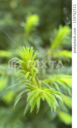 Close up fresh green conifer needles sprouting in spring Close up fresh green conifer needles sprouting in spring 139782511