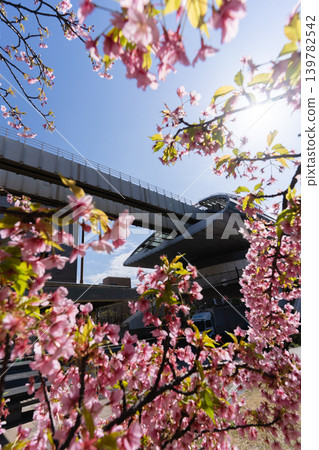 千葉都市單軌電車縣廳前站和宮古川公園在春天盛開河津櫻花。 千葉都市單軌電車縣廳前站和宮古川公園在春天盛開河津櫻花。 139782542