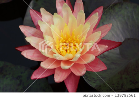 Water lilies bloom in the silence, their beauty refreshing. Water lilies bloom in the silence, their beauty refreshing. 139782561