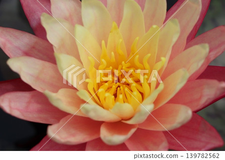 Water lilies bloom in the silence, their coolness refreshing - Part 1 Water lilies bloom in the silence, their coolness refreshing - Part 1 139782562