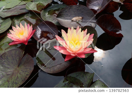 Even the sunlight reflected on the water's surface feels refreshing. Even the sunlight reflected on the water's surface feels refreshing. 139782563