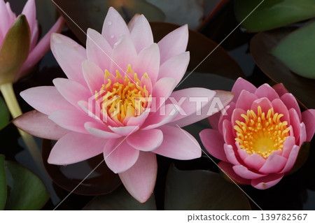有著漂亮粉紅色花瓣的睡蓮 139782567