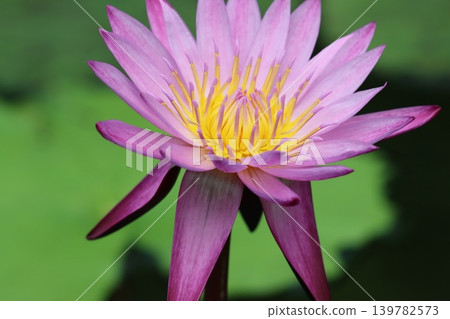 In the windless, silent atrium, water lilies stand still. In the windless, silent atrium, water lilies stand still. 139782573