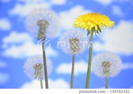 蒲公英絨毛和花朵在藍天映襯下的特寫。 蒲公英絨毛和花朵在藍天映襯下的特寫。 139782582