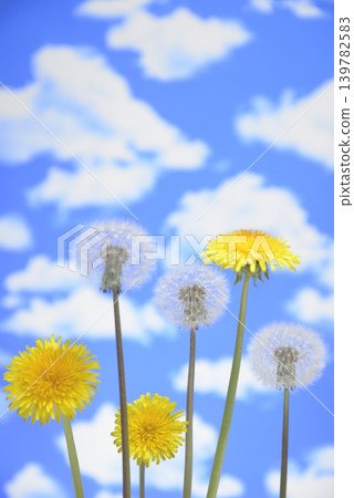 A close-up of dandelion fluff and flowers against a blue sky. A close-up of dandelion fluff and flowers against a blue sky. 139782583