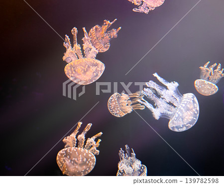 Spotted jellyfish Mastigias papua floating in dark ocean water with translucent bodies and tropical habitat Spotted jellyfish Mastigias papua floating in dark ocean water with translucent bodies and tropical habitat 139782598
