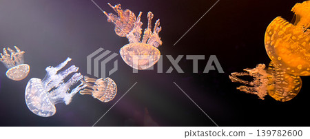 Spotted jellyfish Mastigias papua glowing in dark water with translucent bells and tropical marine habitat 139782600