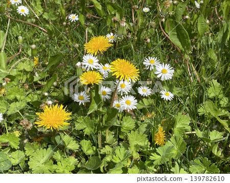 field of dandelions field of dandelions 139782610