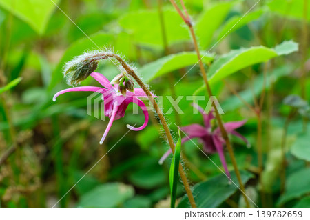 Epimedium in the forest Epimedium in the forest 139782659