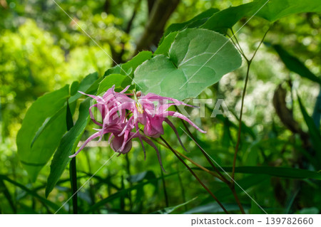 Epimedium in the sunlight Epimedium in the sunlight 139782660