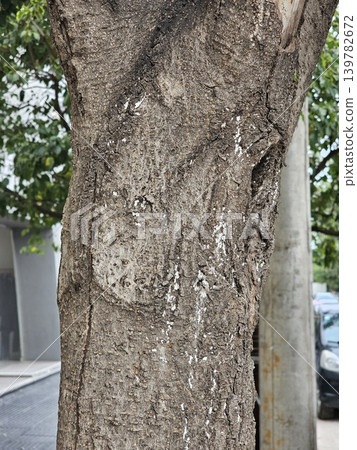 Ficus microcarpa mature trunk texture in Cordoba Argentina Ficus microcarpa mature trunk texture in Cordoba Argentina 139782672