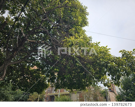 Ficus microcarpa Variegata urban tree canopy in Cordoba Argentina 139782673