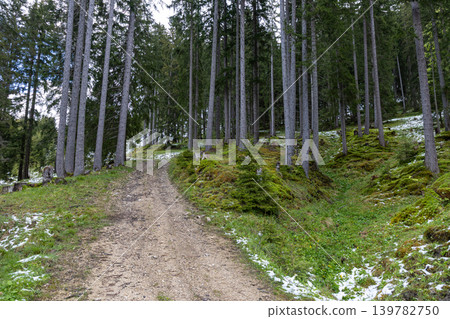 Forest Trail Through Alpine Woodland With Late Spring Snow Forest Trail Through Alpine Woodland With Late Spring Snow 139782750