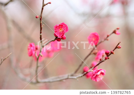 可愛的梅花 可愛的梅花 139782765