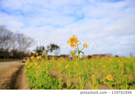 Bright rape blossoms (Kanzaki Hanana) Bright rape blossoms (Kanzaki Hanana) 139782896
