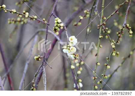 Weeping plum blossoms beginning to bloom 139782897