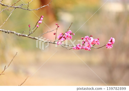 Pink weeping plum blossoms beginning to bloom Pink weeping plum blossoms beginning to bloom 139782899