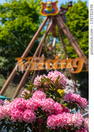 Rhododendrons in full bloom, surrounded by fresh green leaves. Rhododendrons in full bloom, surrounded by fresh green leaves. 139782936