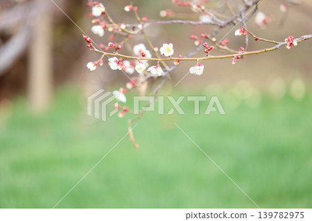 白色垂枝梅花開始綻放 白色垂枝梅花開始綻放 139782975