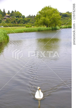 Senba Lake Senba Lake 139782986