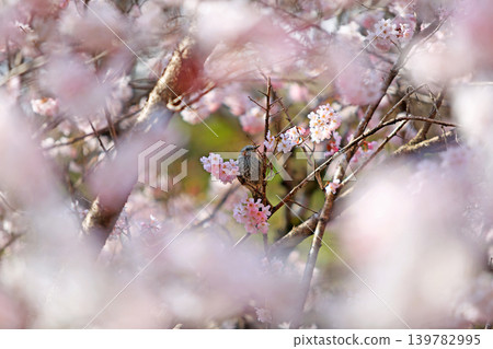 Cherry blossoms and bulbul Cherry blossoms and bulbul 139782995