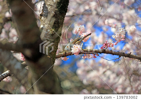 Cherry blossoms and bulbul Cherry blossoms and bulbul 139783002