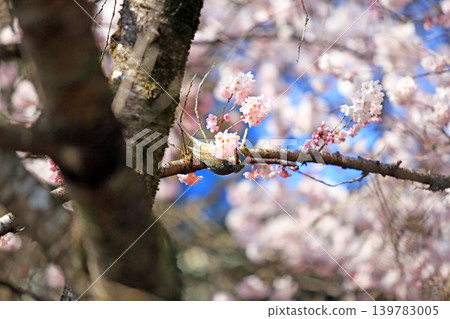 Cherry blossoms and bulbul Cherry blossoms and bulbul 139783005