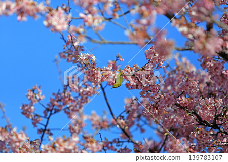 Plum and mezzo Plum and mezzo 139783107