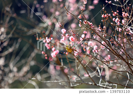 Plum and mezzo Plum and mezzo 139783110