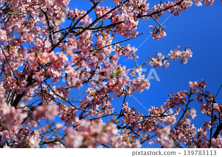 Plum and mezzo Plum and mezzo 139783113
