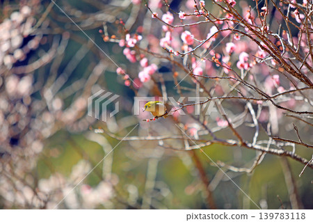 Plum and mezzo Plum and mezzo 139783118