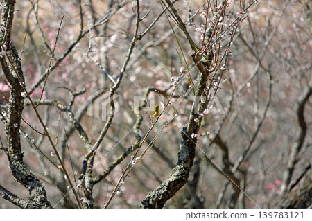 Plum and mezzo Plum and mezzo 139783121