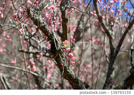 Plum and mezzo 139783150