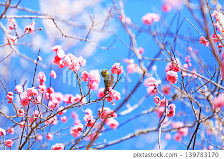 Plum and mezzo Plum and mezzo 139783170